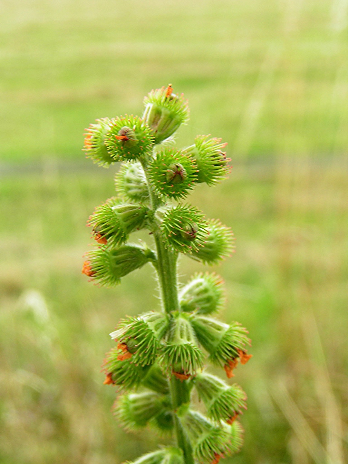 Agrimony (Agrimonia eupatoria)