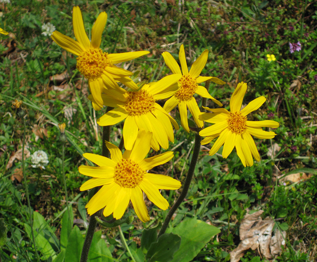 Arnica (Arnica montana)
