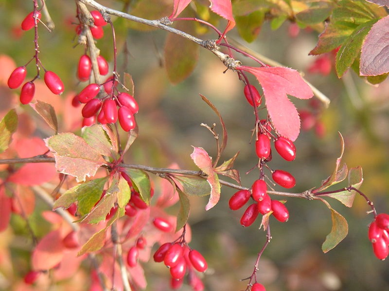 Barberry (Berberis vulgaris)