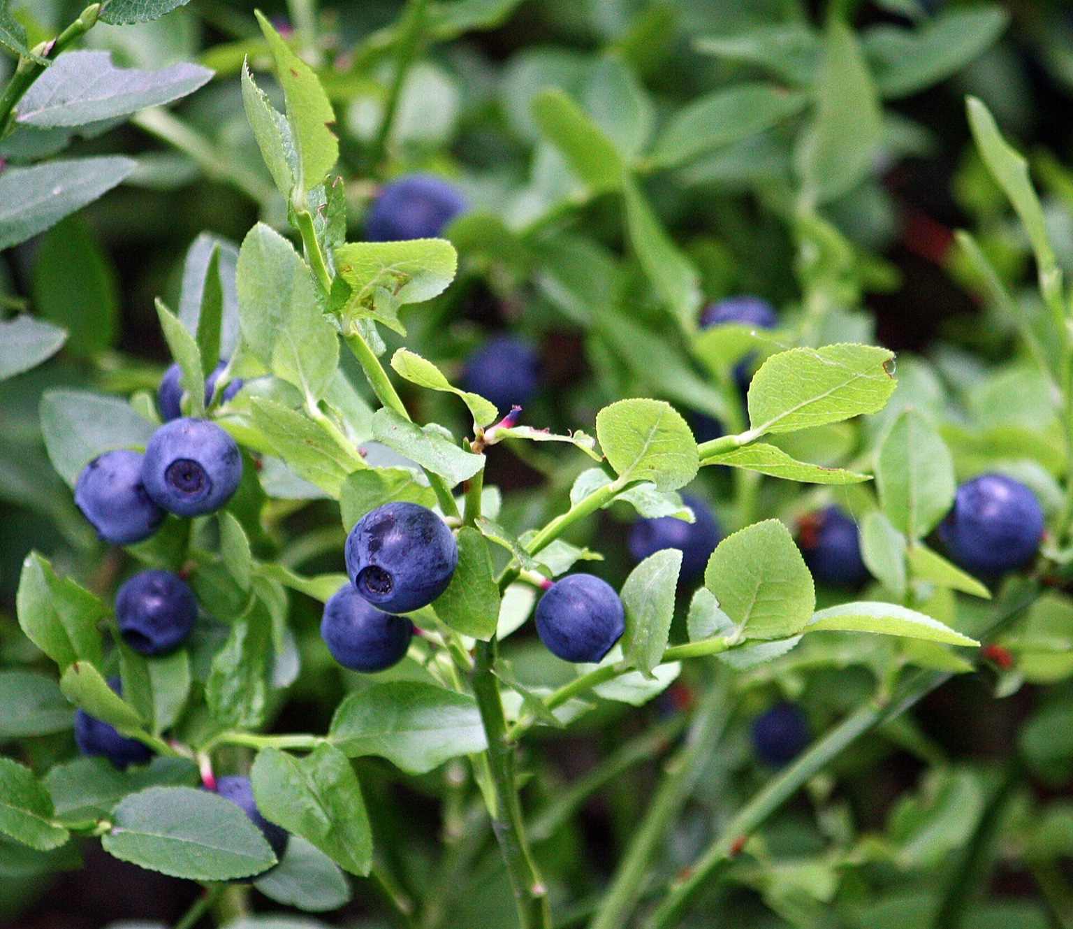 Bilberry (Vaccinium myrtillus)