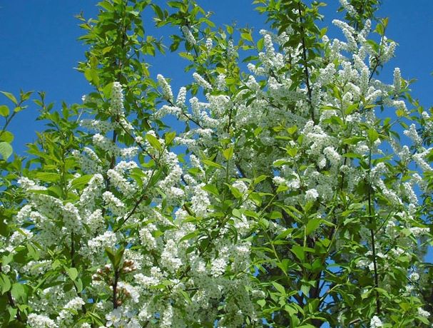 Bird Cherry (Prunus padus)