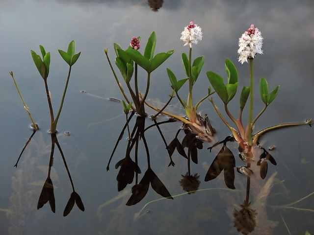Bogbean (Menyanthes trifoliata)
