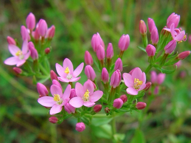 Common Centaury (Centaurium erythraea)