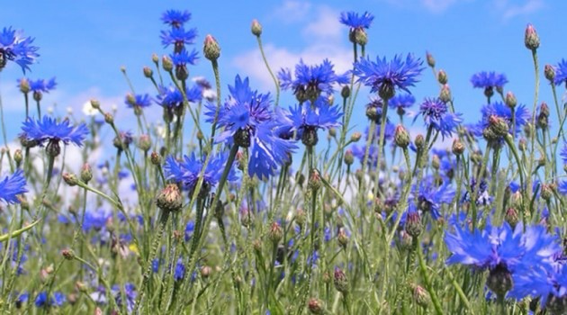 Cornflower (Centaurea cyanus)