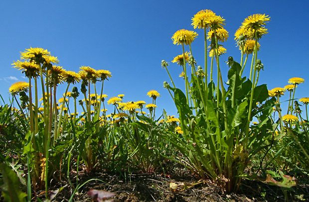 Dandelion