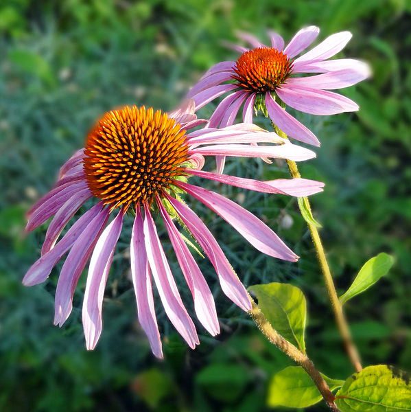 Echinacea