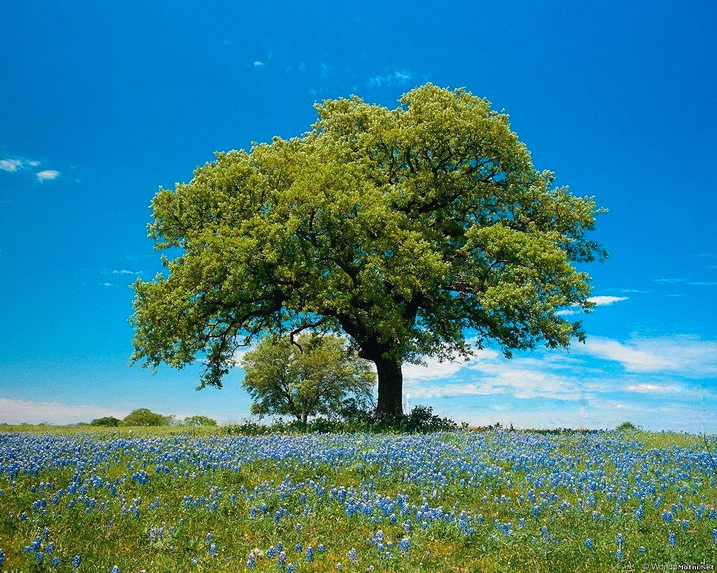 English Oak (Quercus robur)