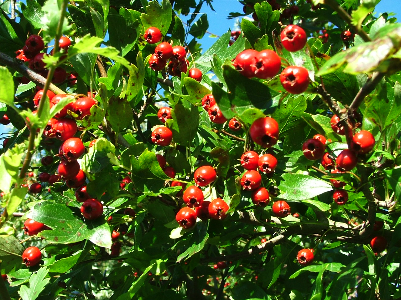 Hawthorn (Crataegus) shrub with red berries; traditional heart-support herb used in European herbal medicine.