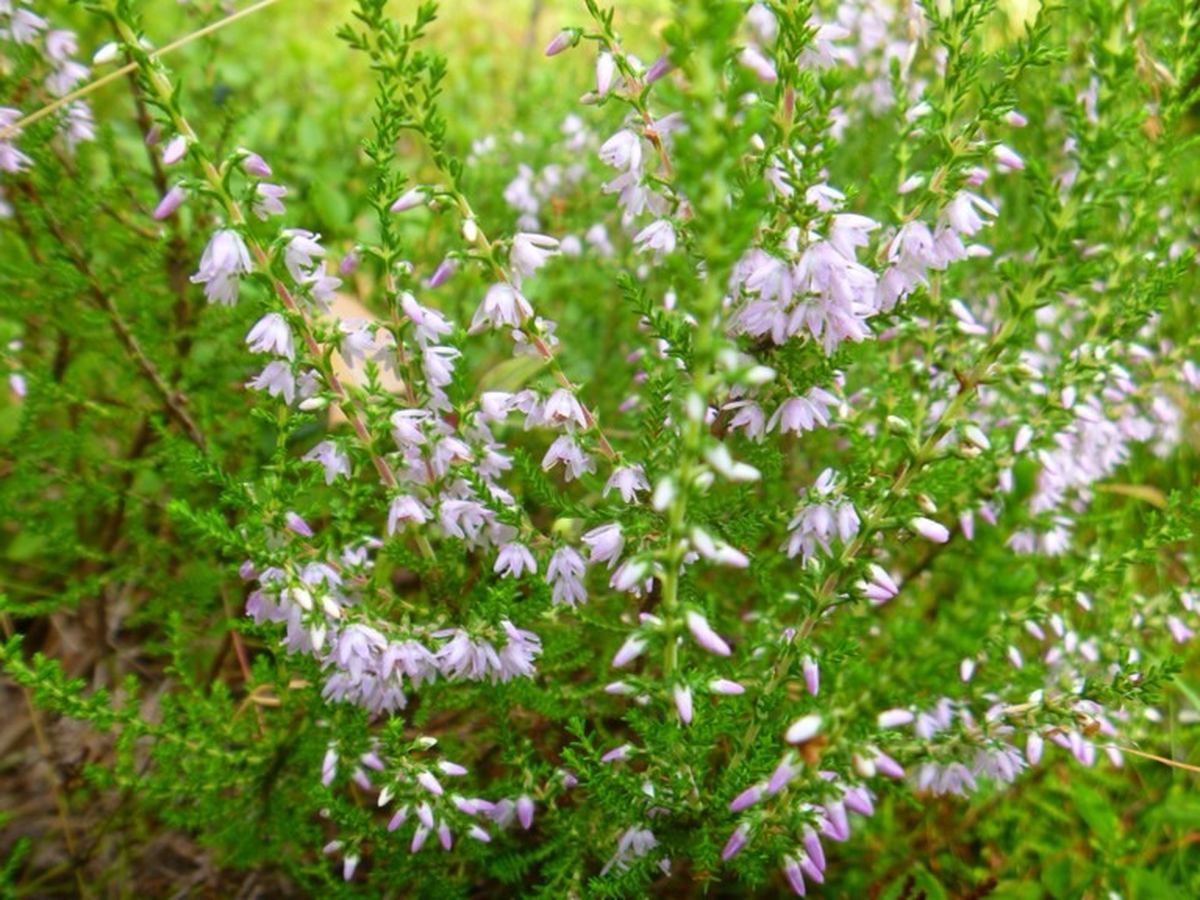 Heather