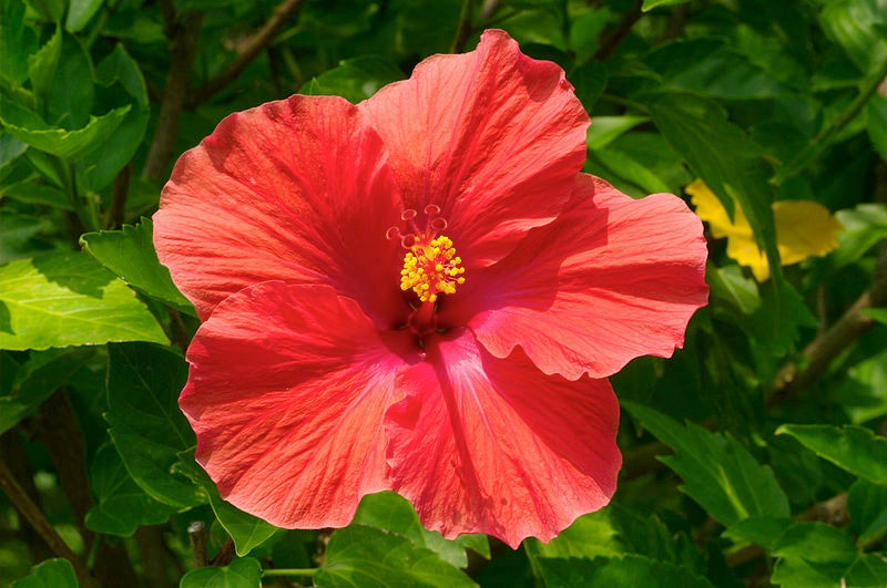 Hibiscus flower (Hibiscus spp.) in bloom; traditional plant used for refreshing hibiscus tea rich in anthocyanins.