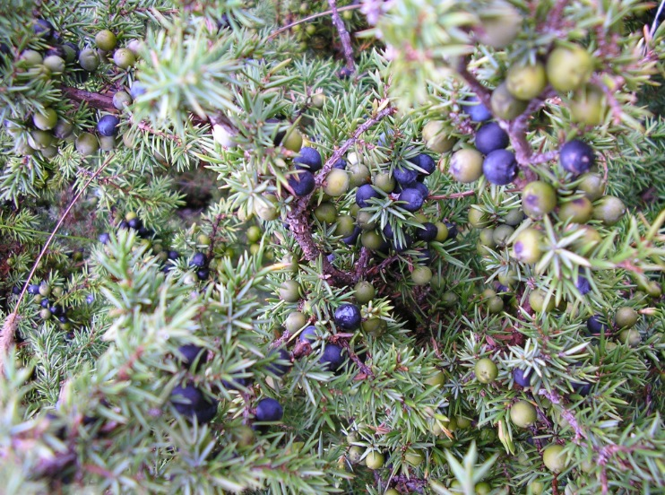 Juniper (Juniperus communis)