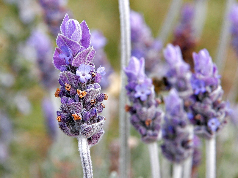Lavender (Lavandula)