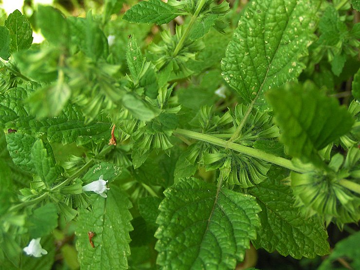 Lemon Balm (Melissa officinalis)