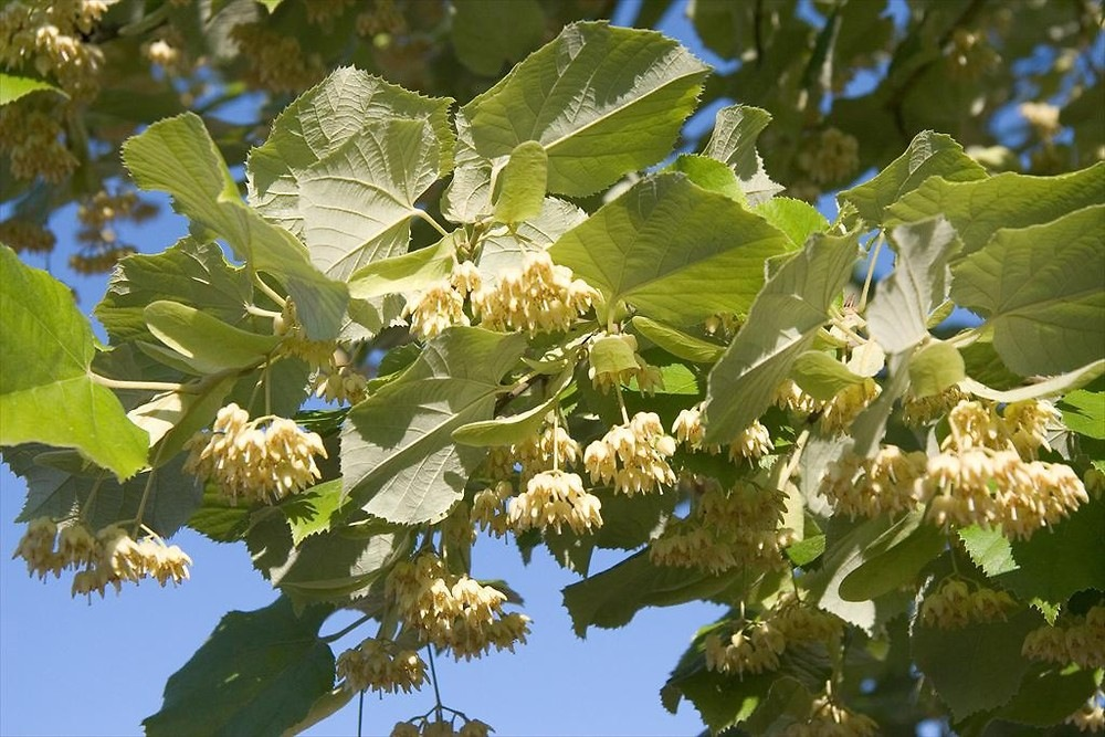 Linden (Tilia)