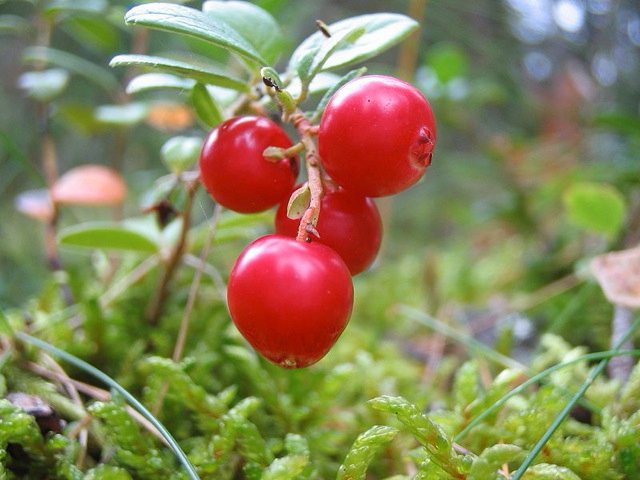 Lingonberry (Vaccinium vitis-idaea)