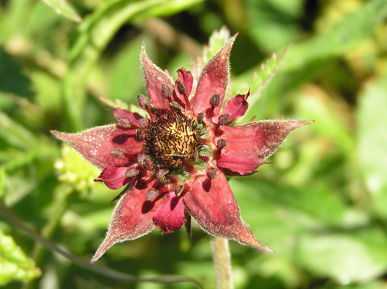 Marsh Cinquefoil (Potentilla palustris)
