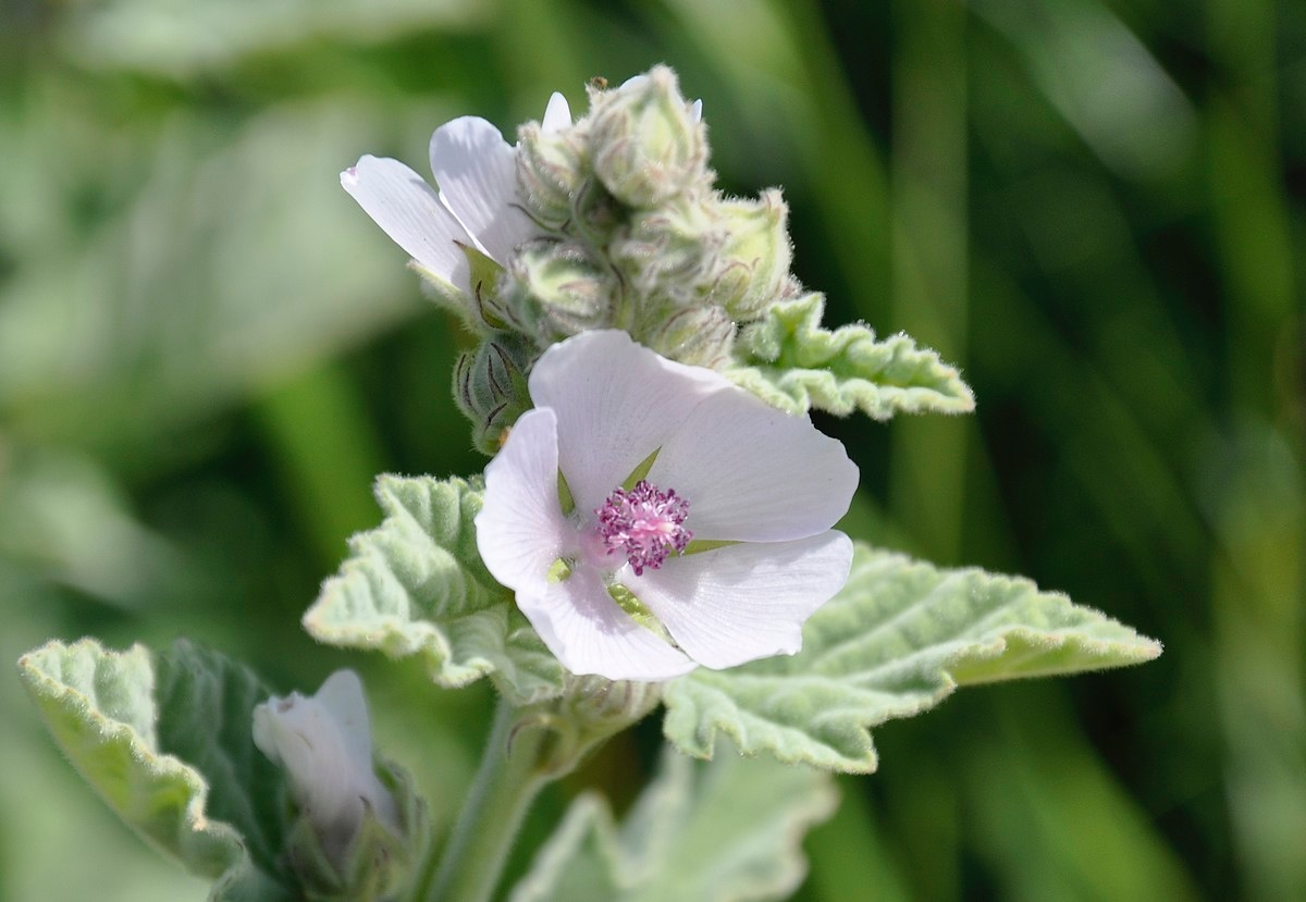 Marshmallow (Althaea officinalis)