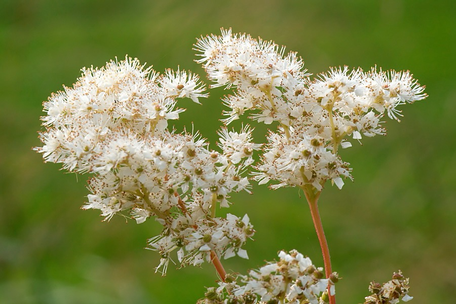 Meadowsweet (Filipendula ulmaria)