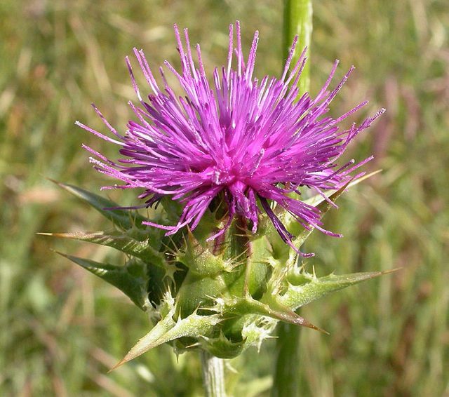 Milk Thistle