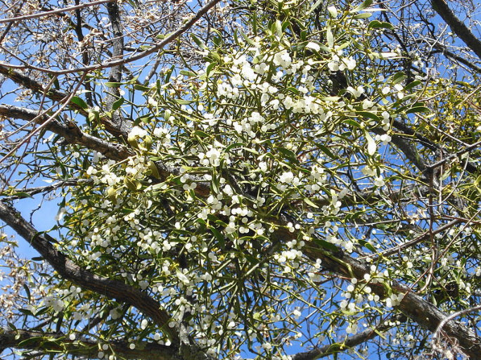 European mistletoe (Viscum album) growing on a tree branch; traditional evergreen parasitic medicinal plant.