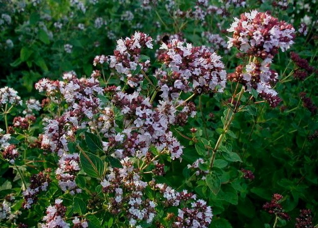 Oregano (Origanum vulgare)
