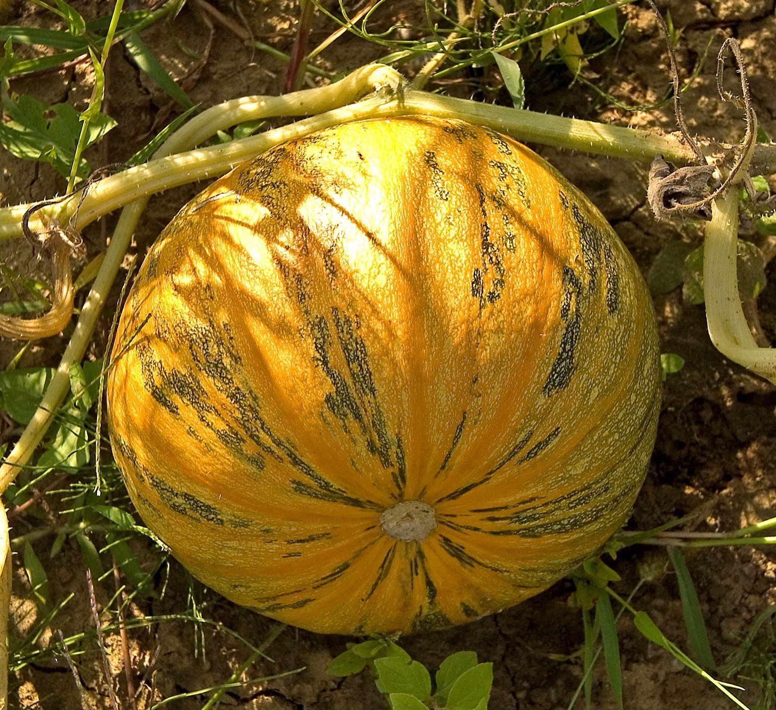 Pumpkin Seed (Cucurbita pepo)