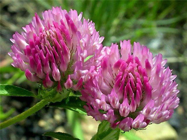 Red Clover