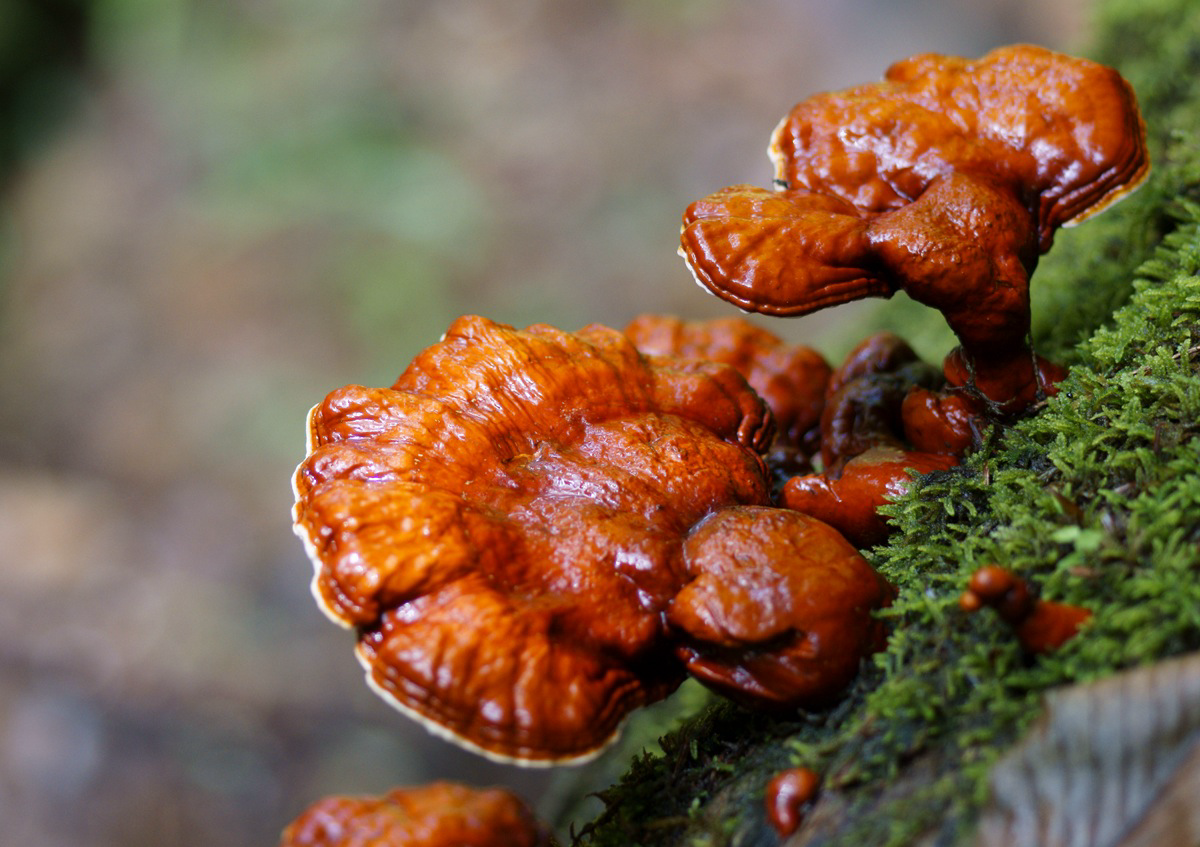 Reishi (Ganoderma) (Ganoderma lucidum)