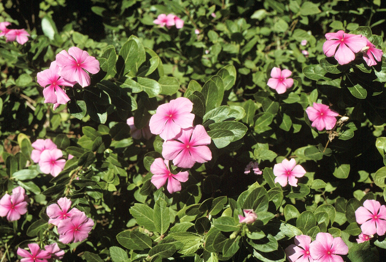 Rosy Periwinkle (Catharanthus roseus)