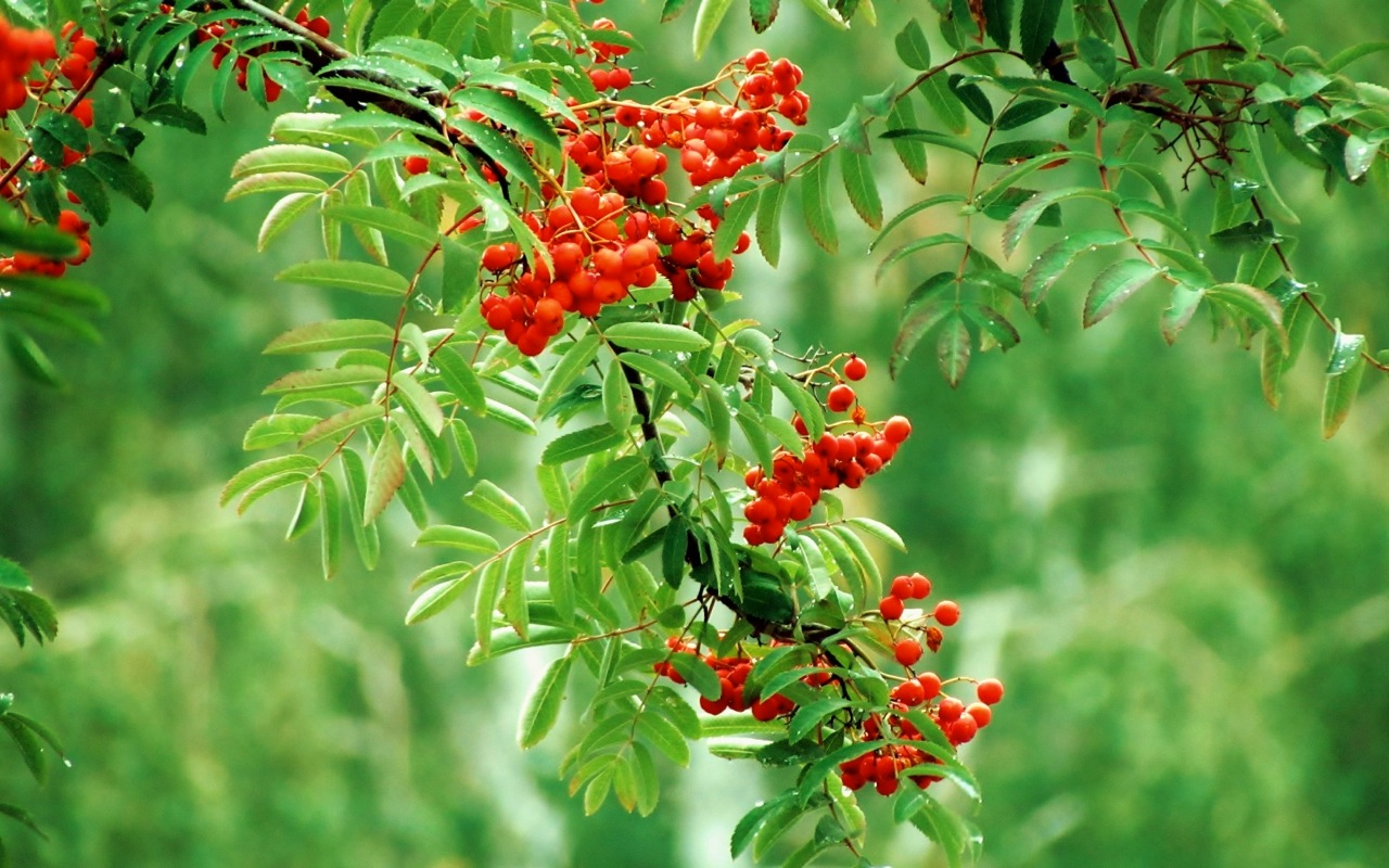 Rowan (Sorbus)