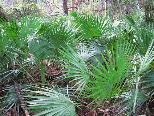 Saw Palmetto (Serenoa repens)