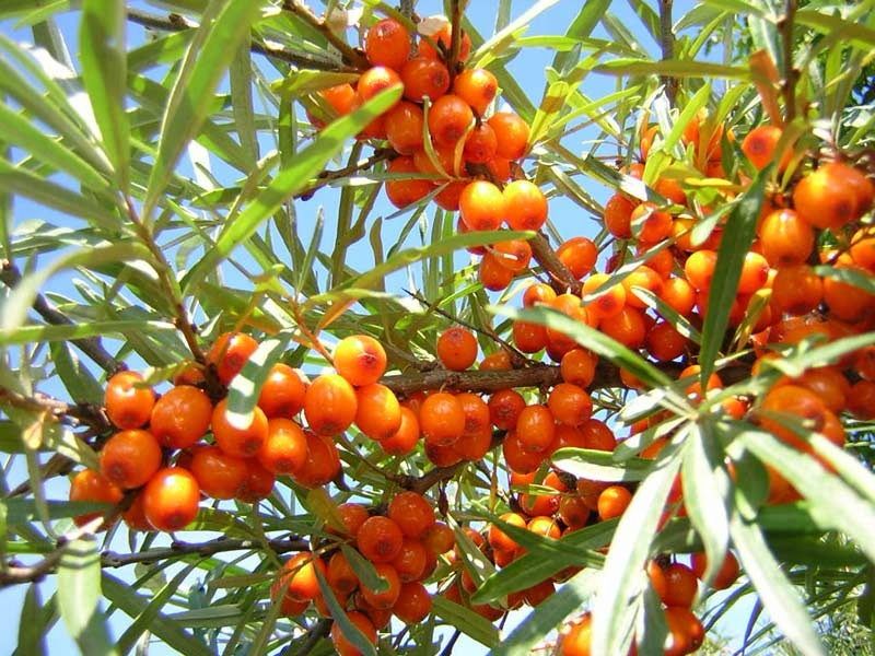 Sea buckthorn (Hippophae rhamnoides) branches with bright orange berries; traditional vitamin-rich medicinal plant.