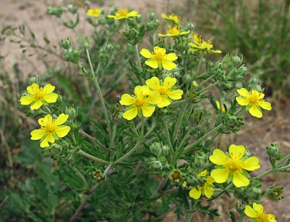 Silver Cinquefoil (Potentilla argentea)
