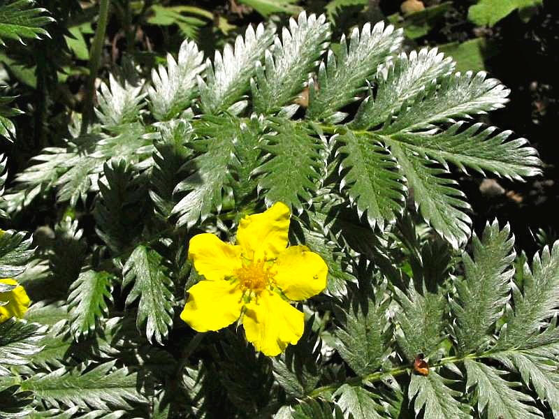 Silverweed (Potentilla anserina)