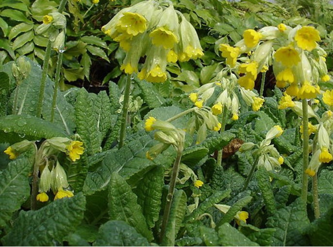 Cowslip (Primula veris)
