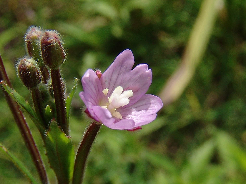 Small-flowered Willowherb (Epilobium parviflorum)