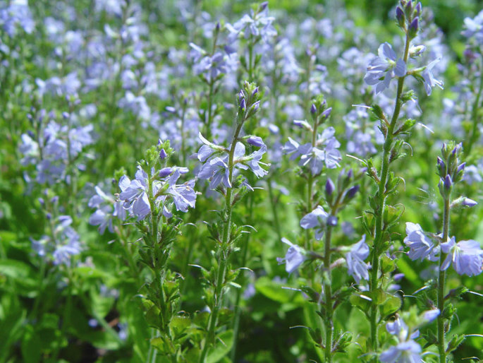 Speedwell (Veronica officinalis)