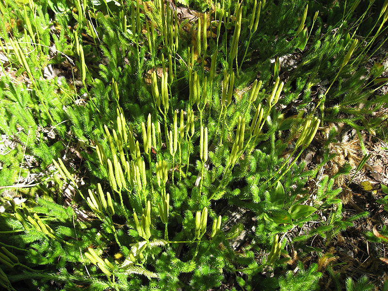 Stag’s-horn Clubmoss (Lycopodium clavatum)