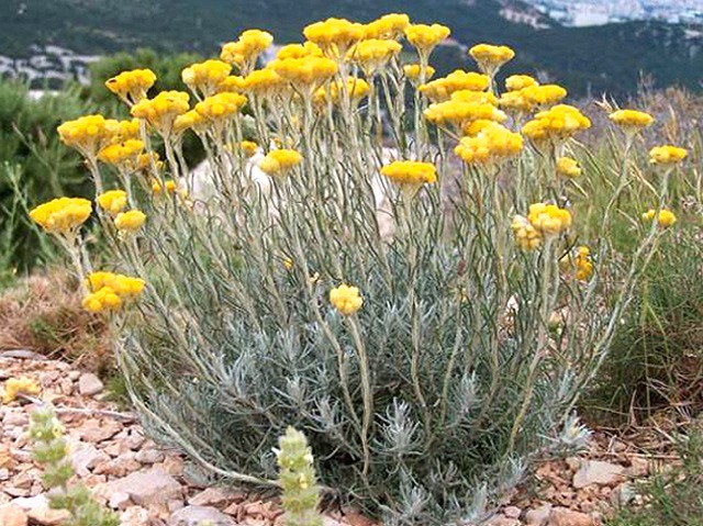 Sandy Everlasting (Helichrysum arenarium)