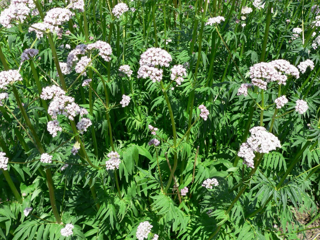 Valerian (Valeriana officinalis)