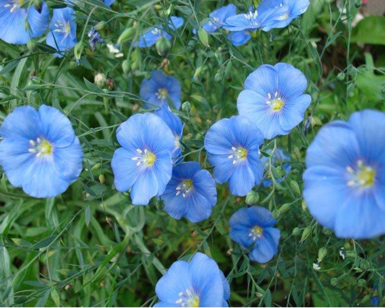 Flax (Linum usitatissimum)