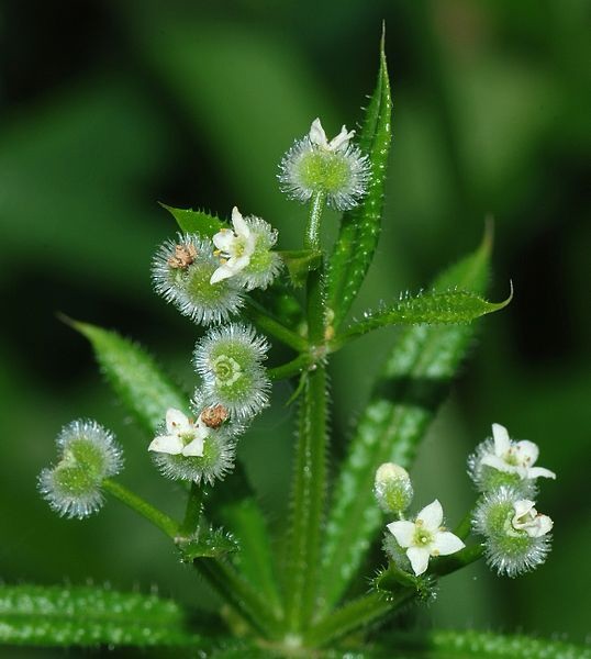Bedstraw (Galium)