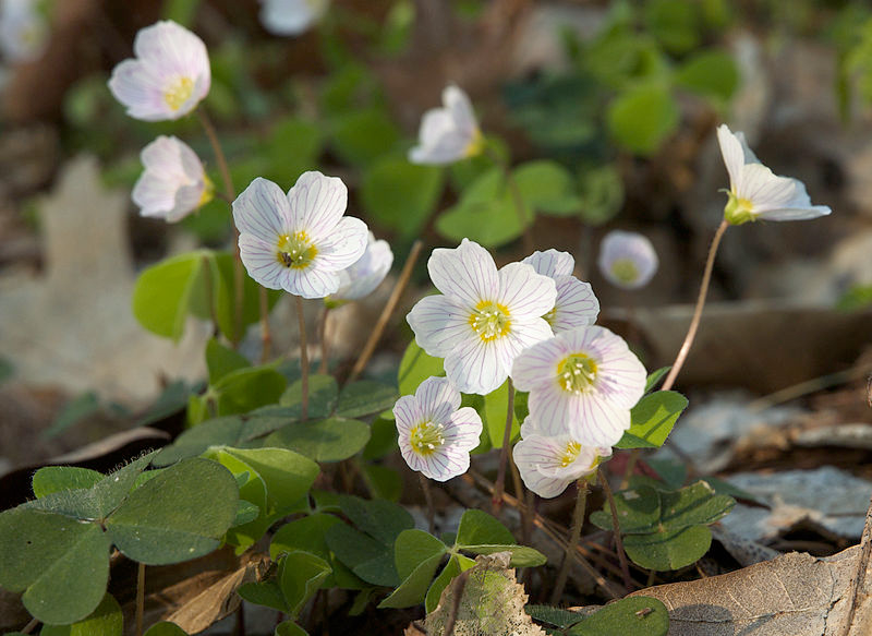 White Wood Sorrel (Oxalis acetosella)