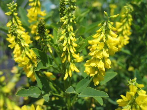 Yellow Sweet Clover (Melilotus officinalis)