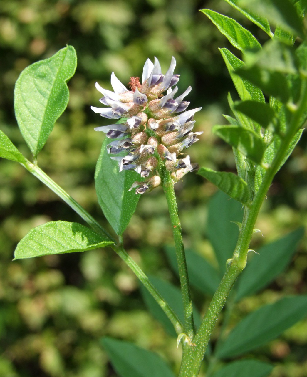 Licorice (Glycyrrhiza glabra)