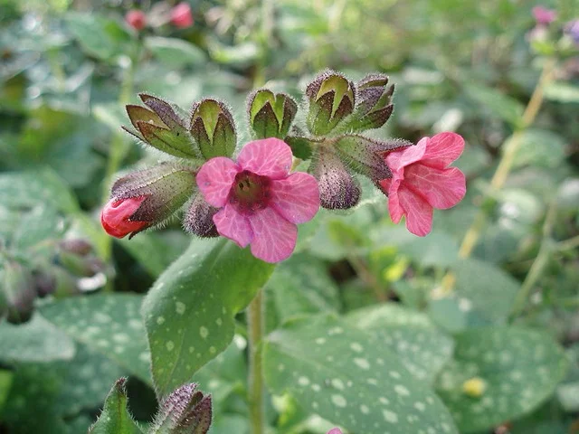 Spotted lungwort (Pulmonaria officinalis) close-up photo for identification and traditional use