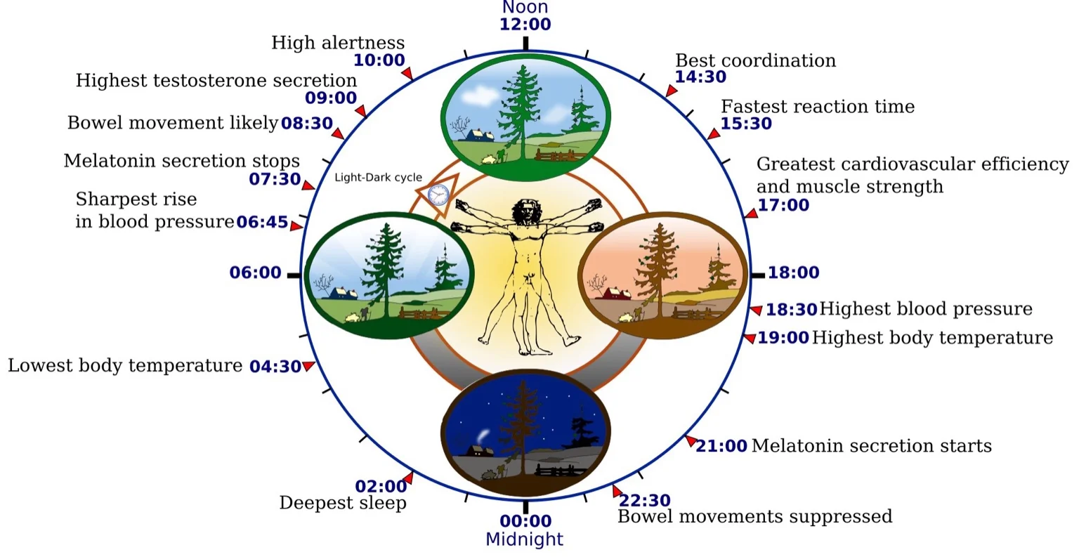 Human circadian rhythm diagram showing how morning light supports the biological clock
